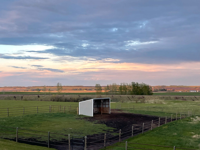 Horse Pasture Available in Horses & Ponies for Rehoming in Calgary - Image 2