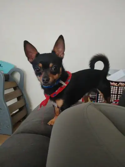 Petit mâle chihuahua 10 mois Prix sur demande Très énergétique et joueur Il adore les câlins et les...