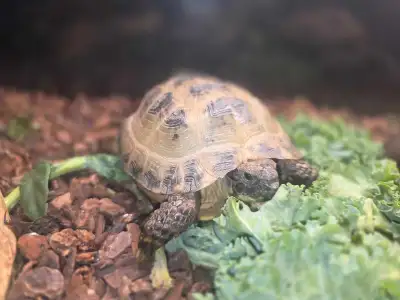 Russian Tortoise, View more