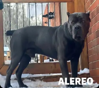 "Blue" PURE BRED CANE CORSO PUPS- reputable breeder, View more