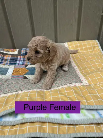 Cute Cavapoo Puppies, View more