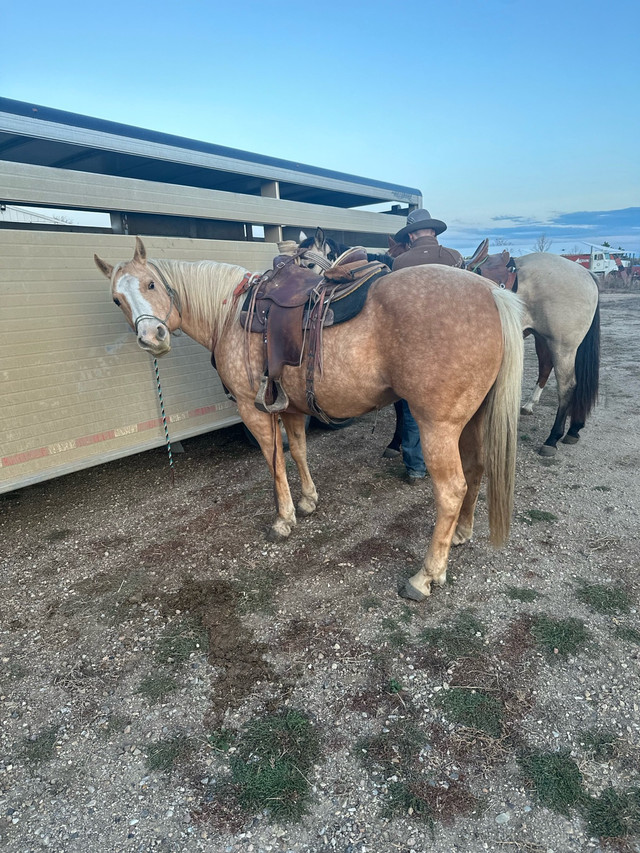 palomino QH mare in Horses & Ponies for Rehoming in Calgary - Image 4