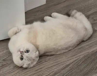 Beautiful Scottish Fold Kitty, View more