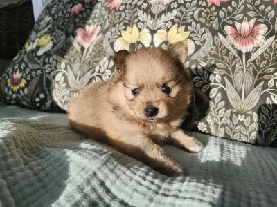 Teddy Bear Pomeranians! Toy sized!, View more