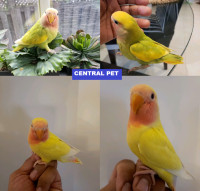 SPRING SPECIALBEAUTIFUL SUPER TAME BABY LOVE BIRD AT CENTRALPETT