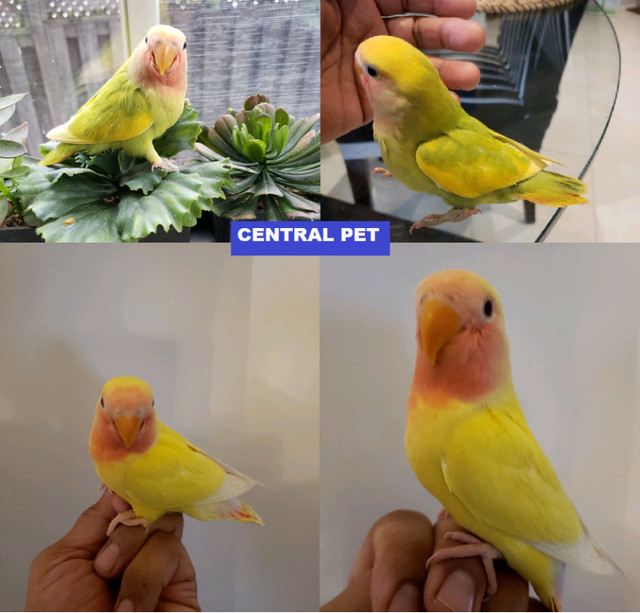SPRING SPECIALBEAUTIFUL SUPER TAME BABY LOVE BIRD AT CENTRALPETT in Birds for Rehoming in City of Toronto