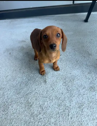 Miniature Dachshund puppy, View more