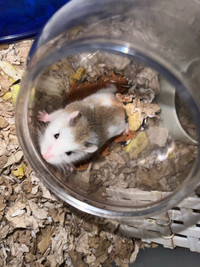Roborovski hamster baby 