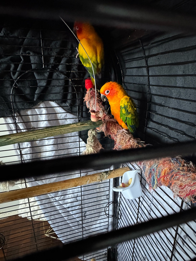 sun conure in Birds for Rehoming in Oshawa / Durham Region - Image 2