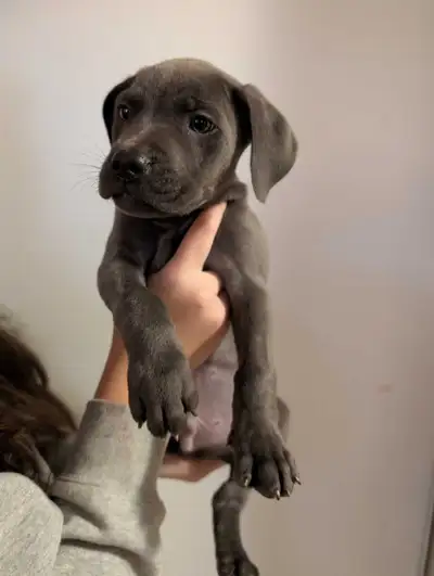 Cane Corso mix puppies, View more