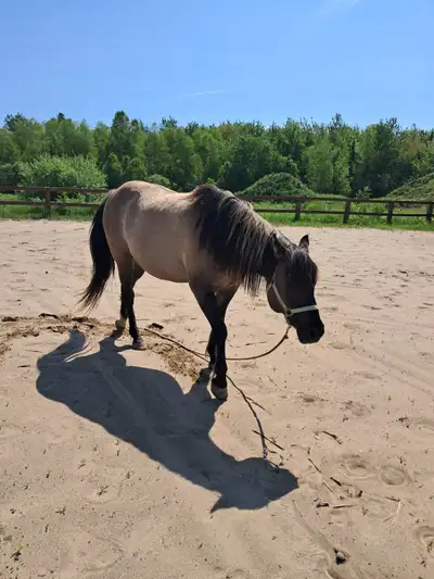 Cheval Guelding 18 ans à vendre, View more