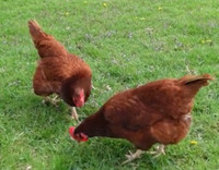 Rhode Island Red hens