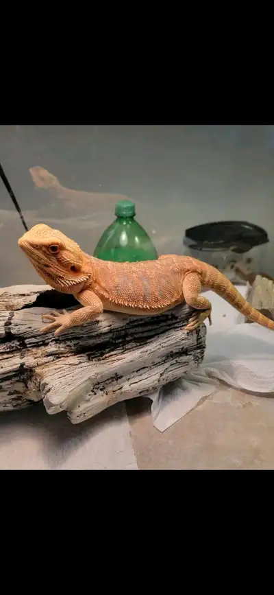 Bearded dragon and full set up!, View more