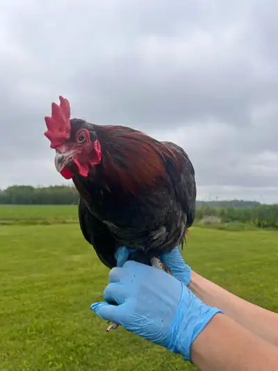 Magnifique quatuor Maran 3 poules matures en ponte 1 jeune coq actif 200$ Possibilité d’ajouter une...