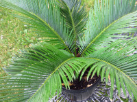 2 SAGO PALM Plants