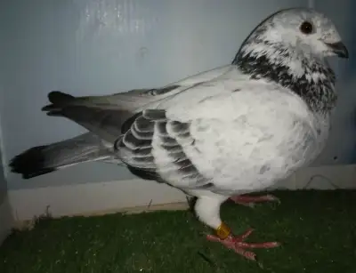 Voyageur pigeon femelle BF393, View more