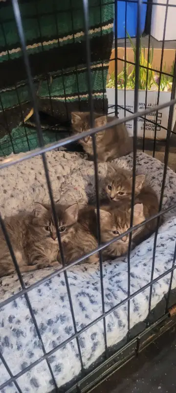 Cute Kittens for sale