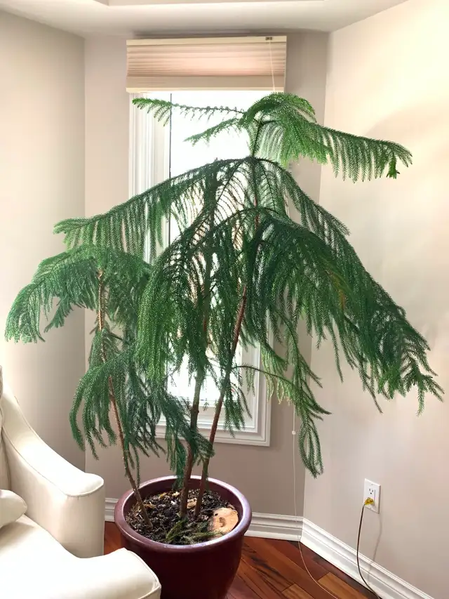 Mature Indoor Norfolk Pine Tree (10 Years Old)