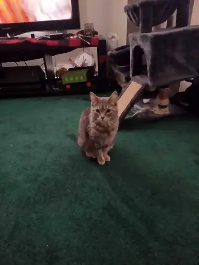 kitty needs new home mama left her , View more