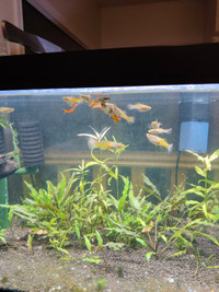 Assorted guppies --- juvenile/fry ones 