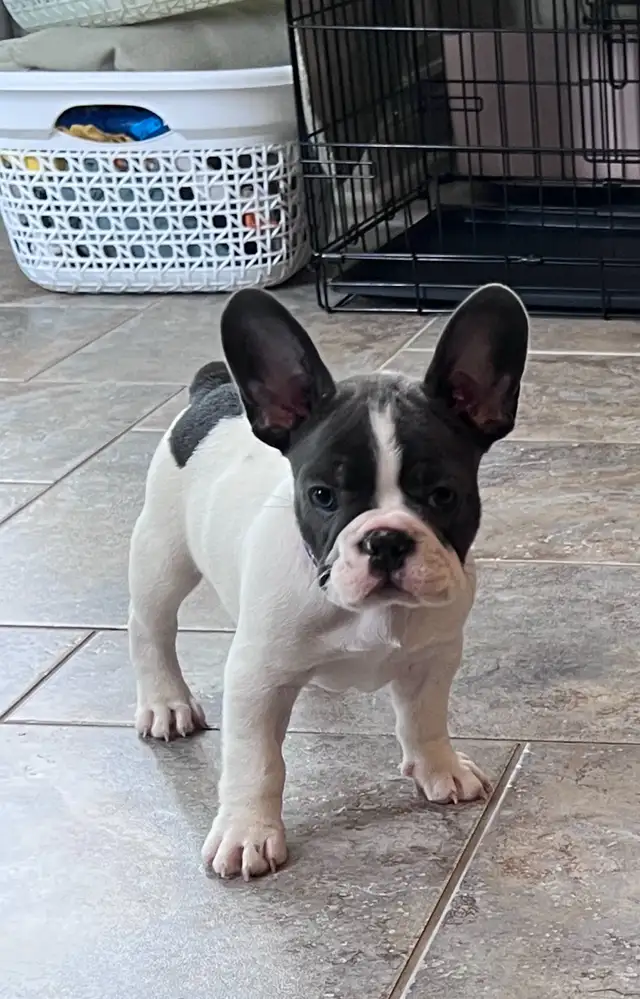 Female French bulldog  14 weeks olds in Dogs & Puppies for Rehoming in Markham / York Region - Image 6