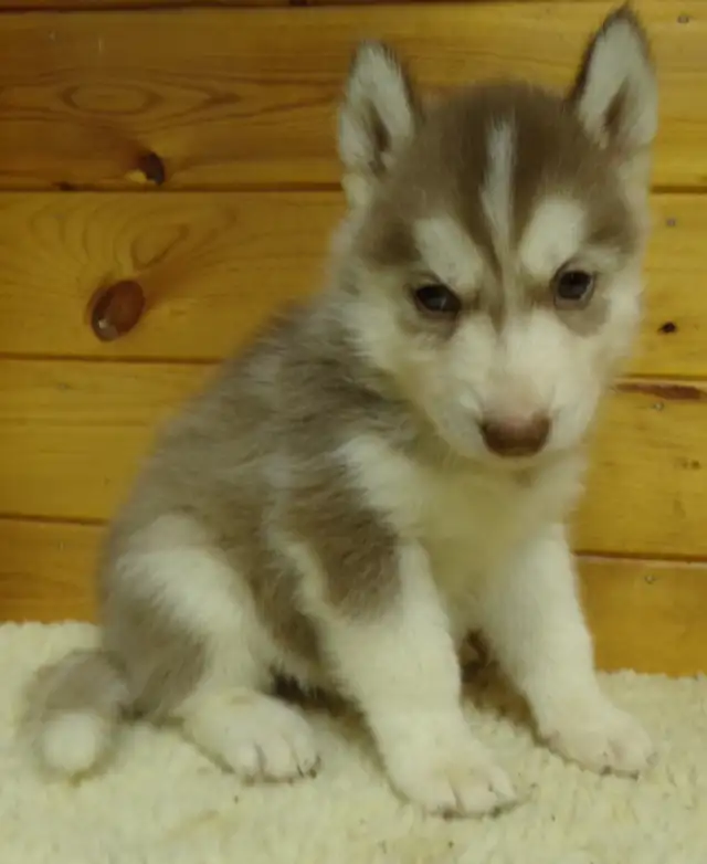 Registered Siberian Huskies in Dogs & Puppies for Rehoming in Hamilton - Image 5