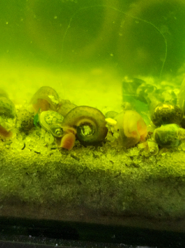 15 Mixed color ramshorn snail / aquarium escargot dans Poissons à adopter  à Longueuil/Rive Sud - Image 3