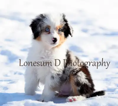 We have beautiful and sweet natured Aussie puppies available as well as Aussilier (Aussie x King Cha...