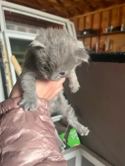 Long haired male kittens - PENDING, View more
