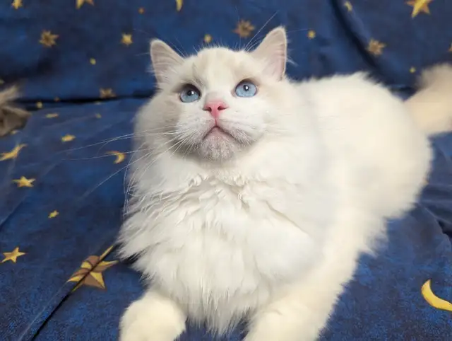 ragdoll chatons in Cats & Kittens for Rehoming in Québec City - Image 2