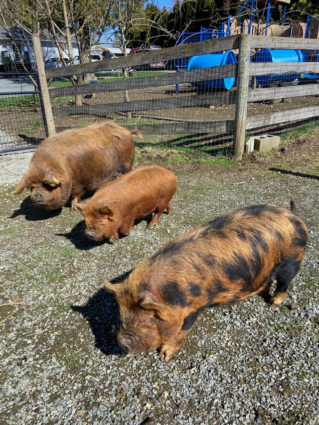 Registered Kunekunes in Livestock in Abbotsford - Image 4