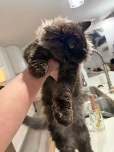 Pure bred Maine Coon kittens, View more
