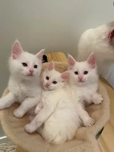 Pure mainecoon kitten rehoming!!, View more