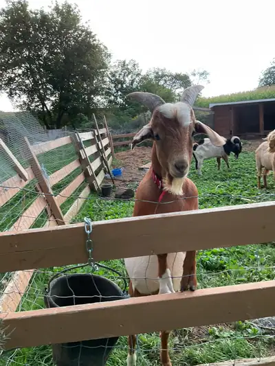 - for sale to good home - NOT for meat - tame and friendly - 7 months old - Alpine mix - brown and w...