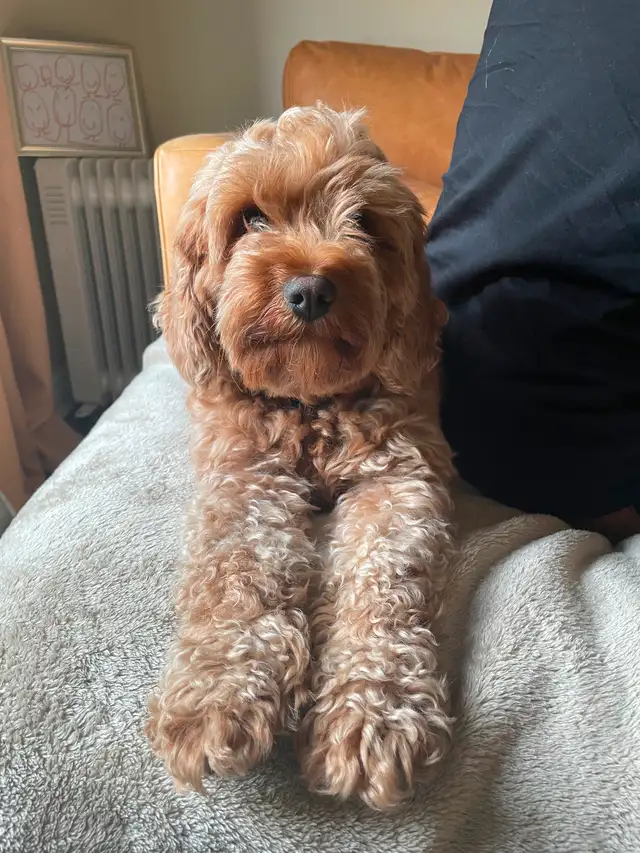 Cavapoo Puppies - Health Tested - Fox Reds! in Dogs & Puppies for Rehoming in Ottawa - Image 7