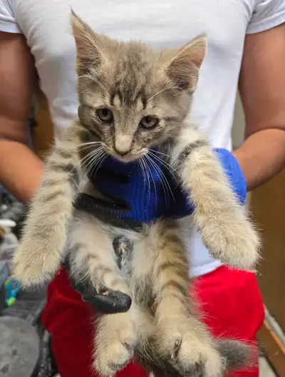 Kittens For Rehoming 8 weeks old, View more