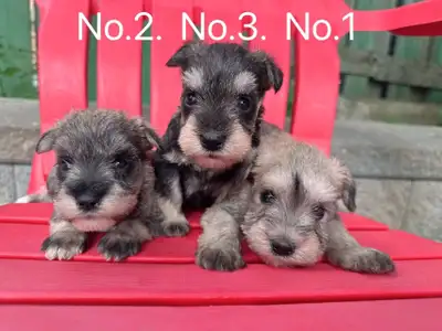 Miniature Schnauzer puppies ready to new home, View more