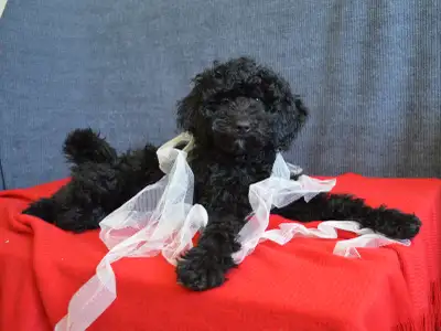 Poodle puppies, View more
