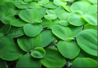 Floating Aquarium plants - Water lettuce, View more