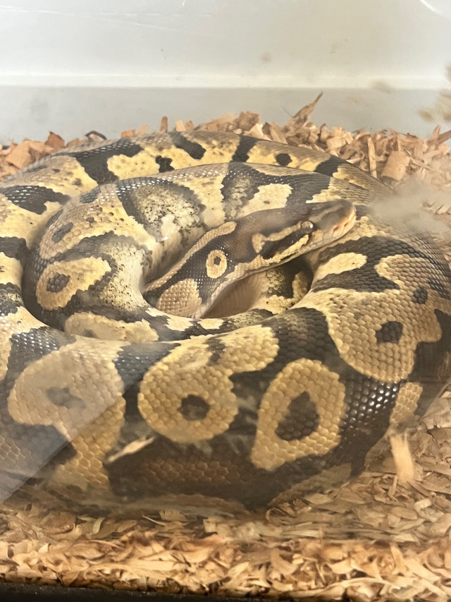 ball pythons needing new homes!  in Reptiles & Amphibians for Rehoming in Mission - Image 2