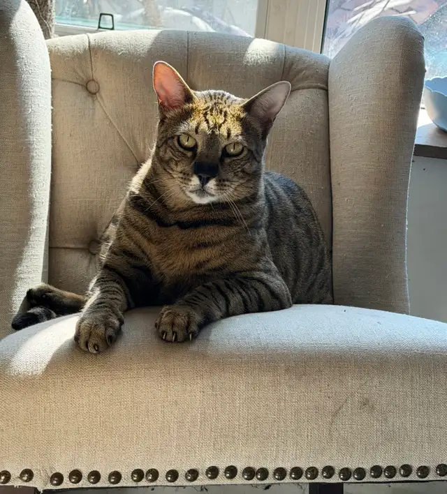 savannah/bengal bonded pair in Cats & Kittens for Rehoming in Calgary - Image 5