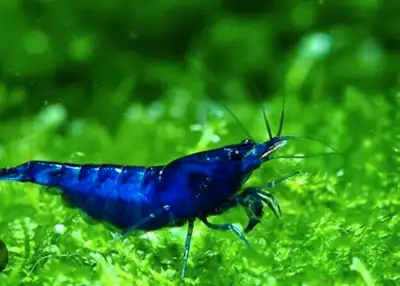 Blue dream shrimp breeding size and very healthy. Bright blue colors which is great for any communit...
