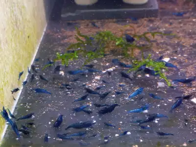 Cherry Shrimp Red Blue Yellow Orange Black Aquarium Plants Snai, View more