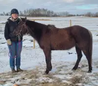 2017 model performance pony mare for sale