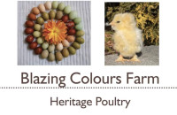 PULLETS and CHICKS for delivery. Colourful eggs, heritage breeds