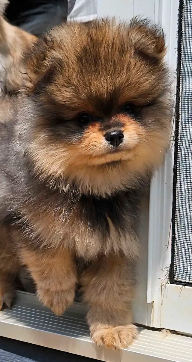 Premium pomeranian puppies * in Dogs & Puppies for Rehoming in Ottawa - Image 9