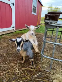Miniature dwarf pygmy goats