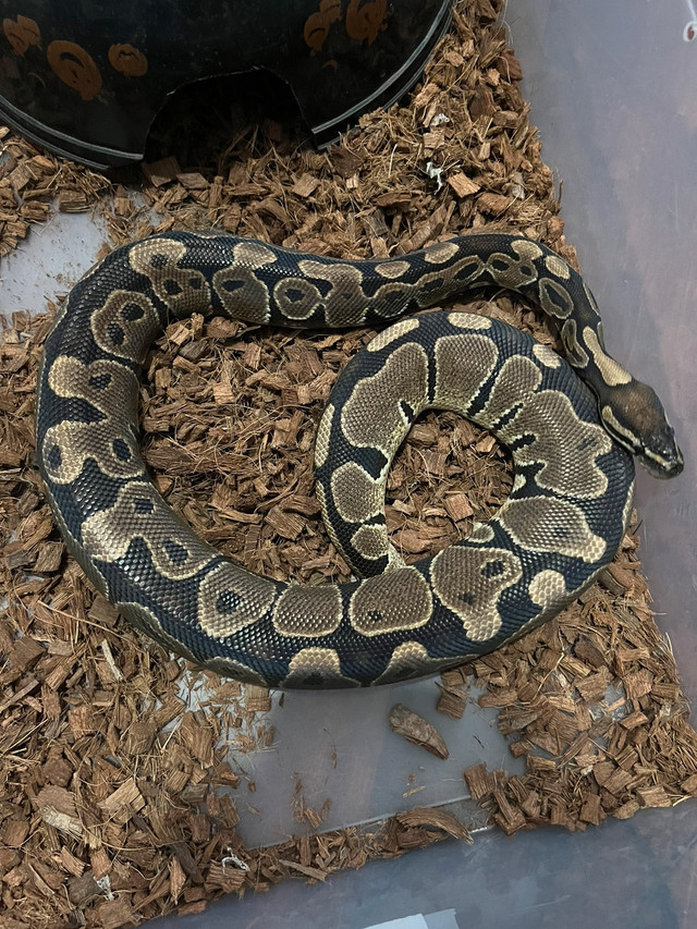 Adult ball pythons for sale in Reptiles & Amphibians for Rehoming in Renfrew - Image 4