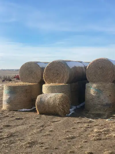 Green Feed at Hays, Alberta, View more