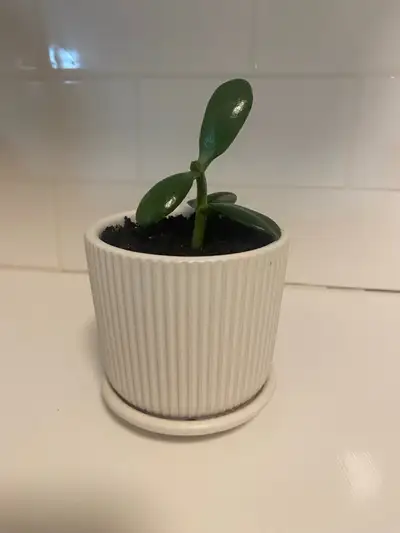 Small lucky jade plant in a cute white ribbed pot. , View more